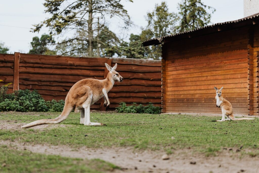 kangaroos in captivity