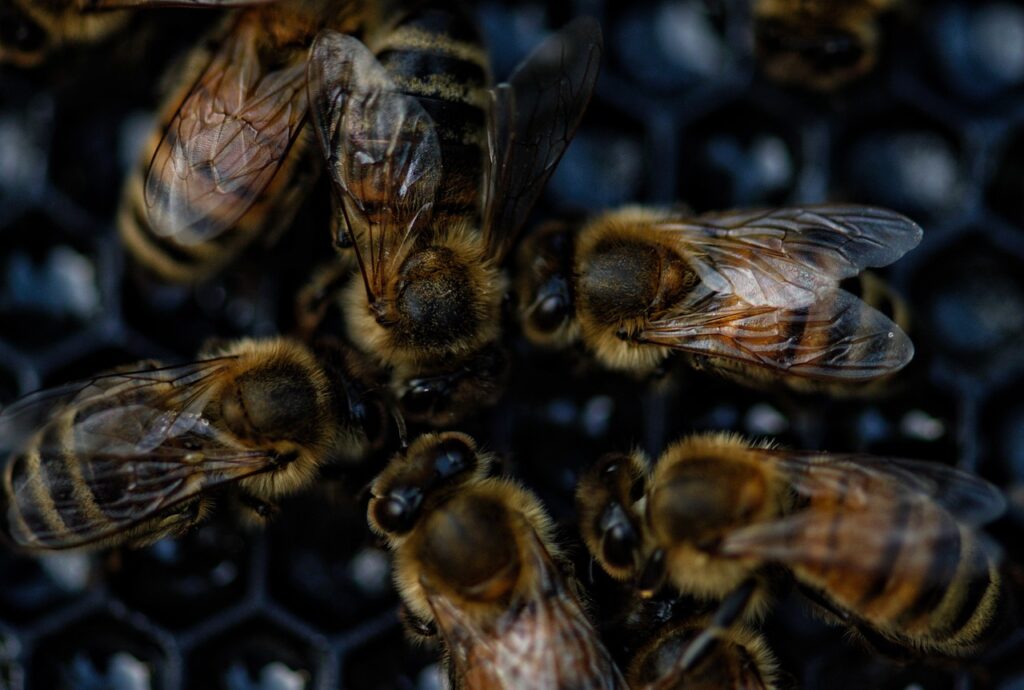 bees, swarm, beekeeping