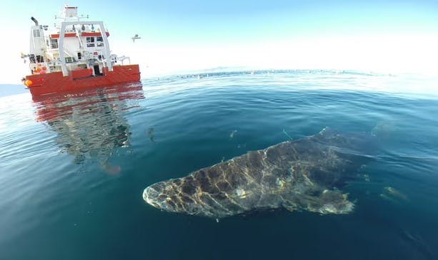 A Greenland shark near the surface after its release from the research vessel Sanna in northern Greenland. Photograph: Julius Nielsen/Science
