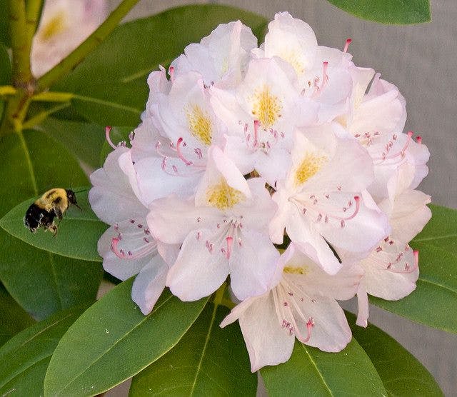 A Rhododendron flower with nectar that produces Mad Honey 