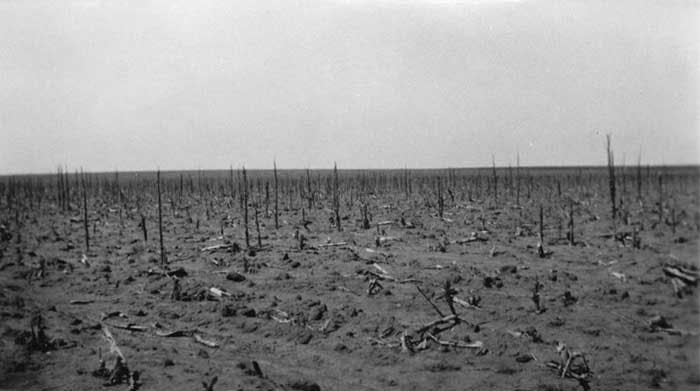 A field ravaged by locusts