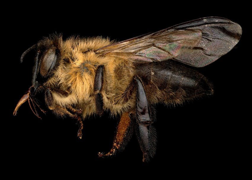 Apis dorsata laboriosa, the Himalayan Cliff honeybee, which makes red “mad” honey. 