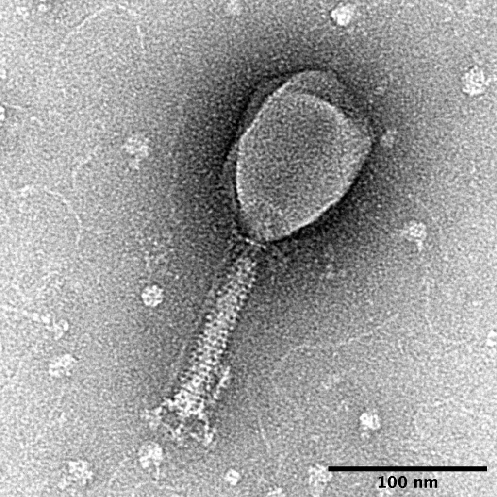 Bacteriophage T2, a member of the Myoviridae due to its contractile tail
