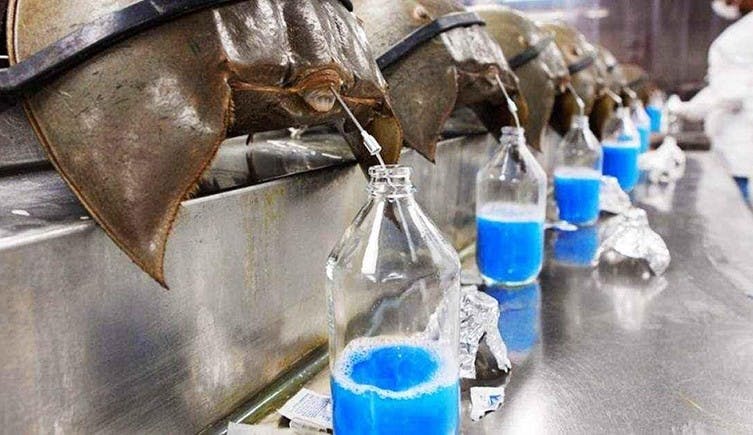 Blue blood extracted from Horseshoe crabs