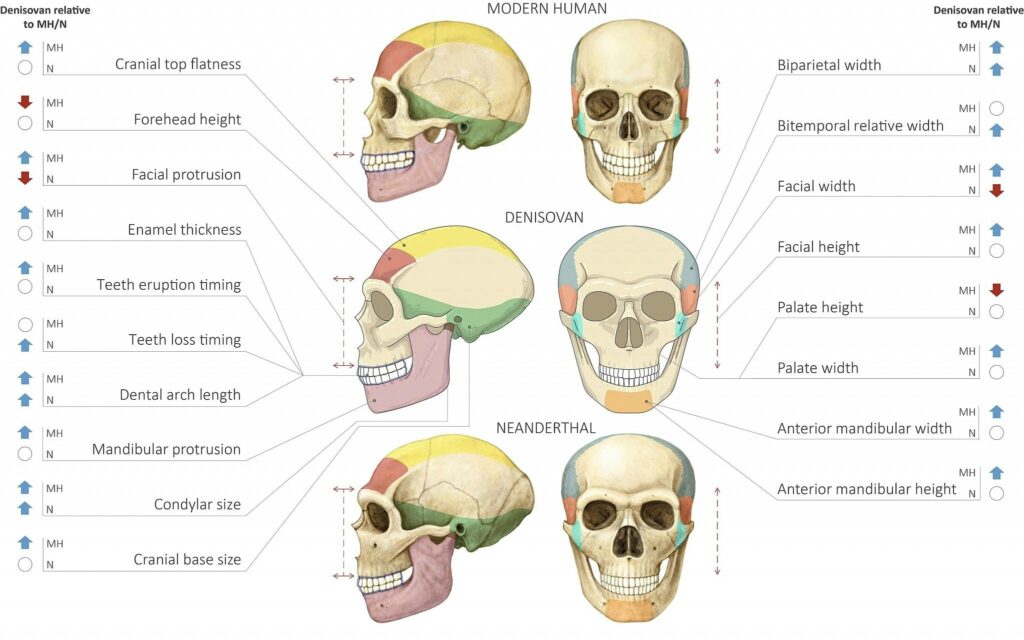 Comparison of Modern Human Neanderthal and Denisovan Skulls (Maayan Harel)