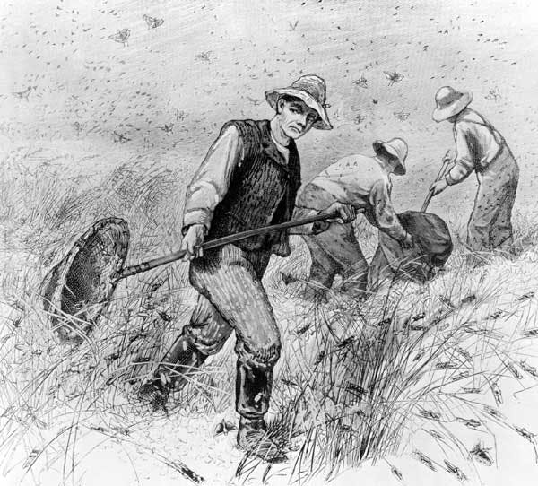 Farmers fighting the Locust swarm
