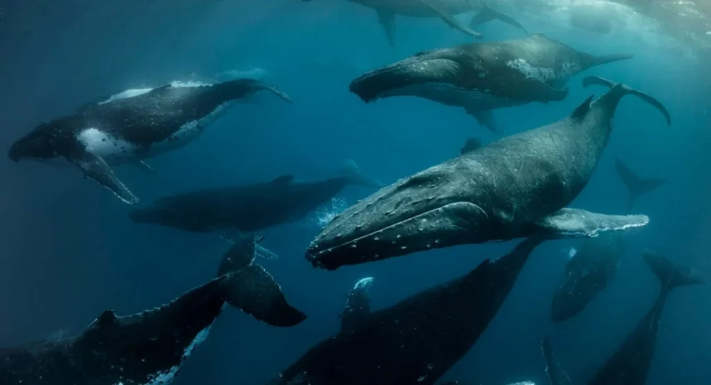 Humpback whales migrating in the Pacific Ocean. © Darren Jew
