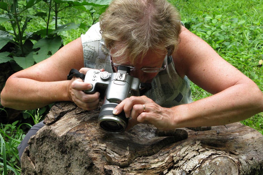 Juliane Diller working int he field photographing a venomous Viper 
