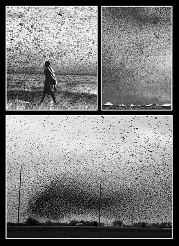 Locust swarm Wyoming, 1875