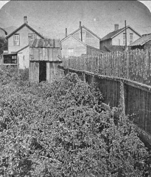 Locust swarm in Colorado Springs, 1875. Those are all locusts.
