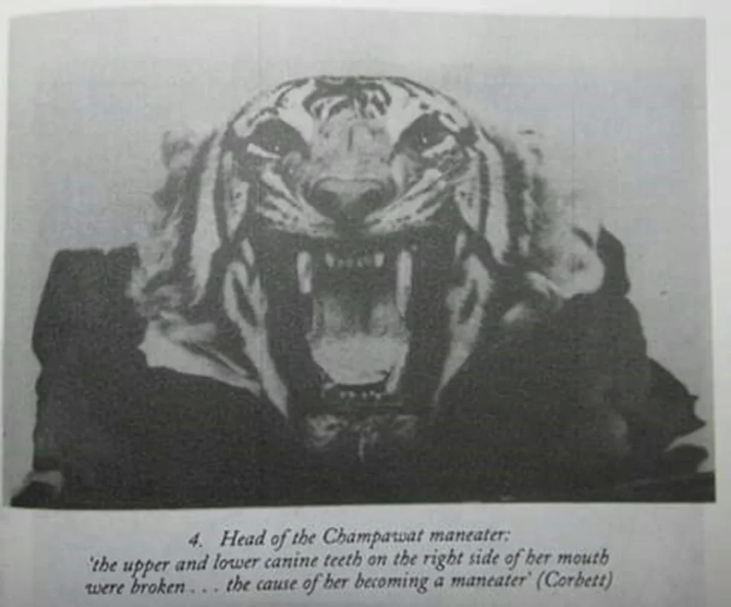 Picture of Champawat Maneater's Head in a newspaper clipping
