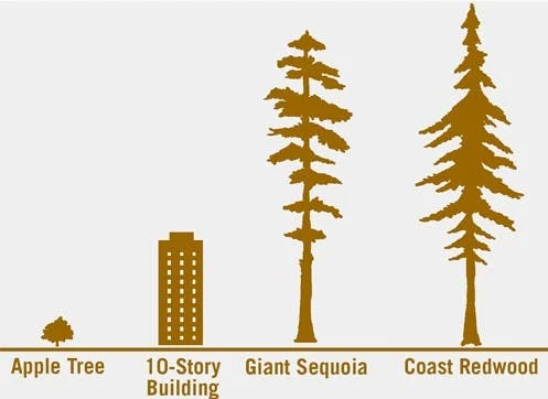 Redwood and Sequoia size comparison
