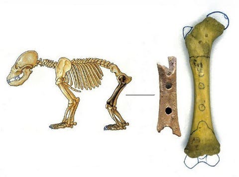 Skeleton of a cave bear and bone used to make the flute. Drawing: Dragica Knific Lunder.
