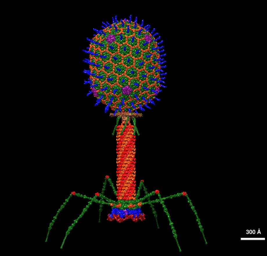 Structural model at atomic resolution of bacteriophage T4​[1]​
