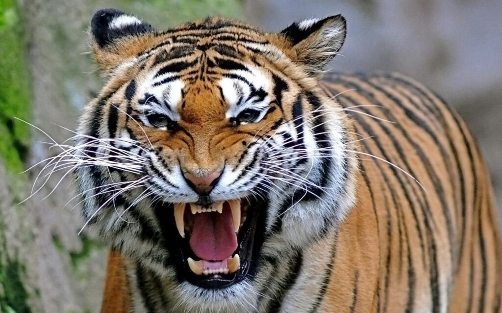 The Mighty Bengal Tiger
