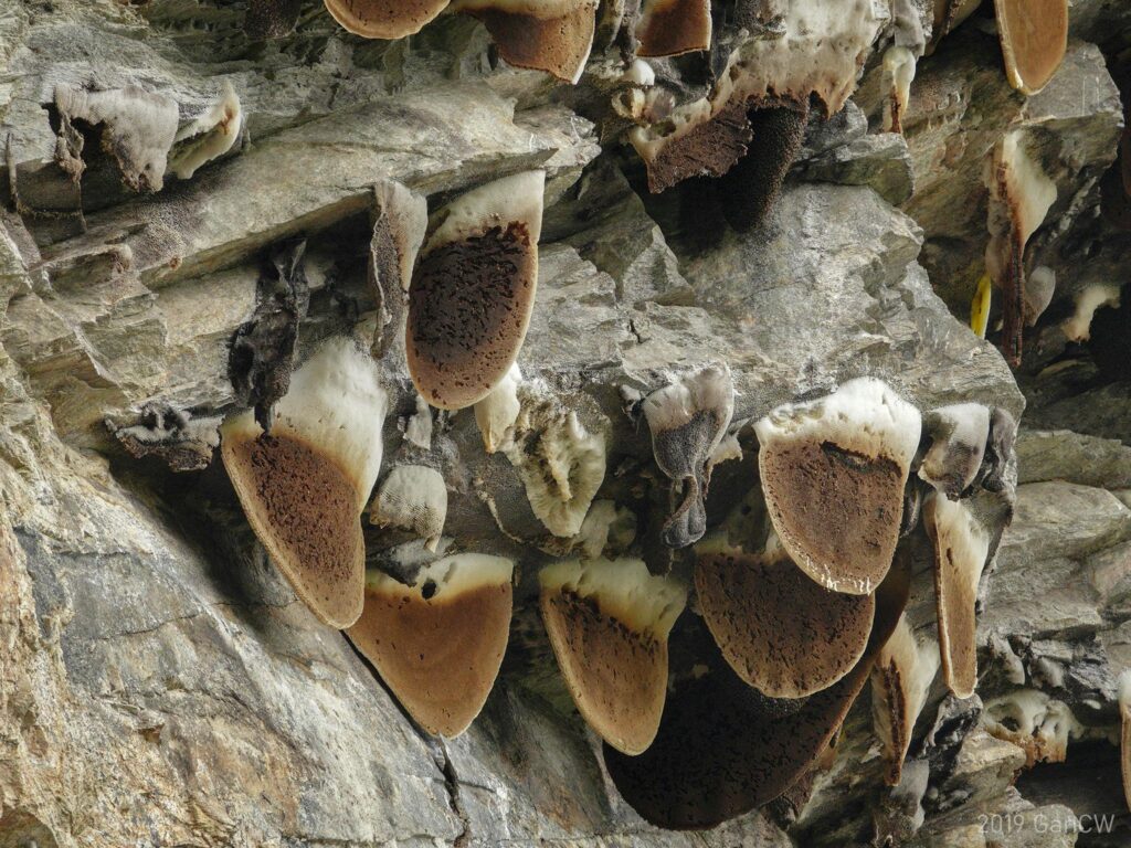 Wild cliff honeycomb in Nepal 