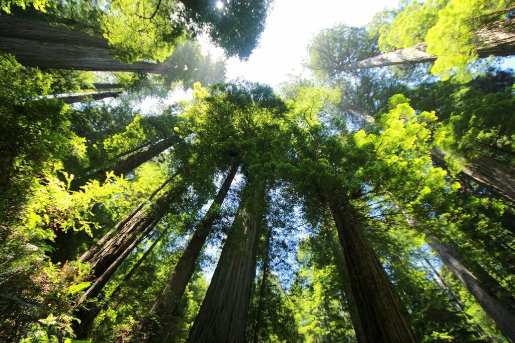 coast redwood, world's tallest trees